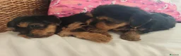 Yorkshire Terrier perros en venta: Yorkshire Terrier  en Madrid - Anuncio 7