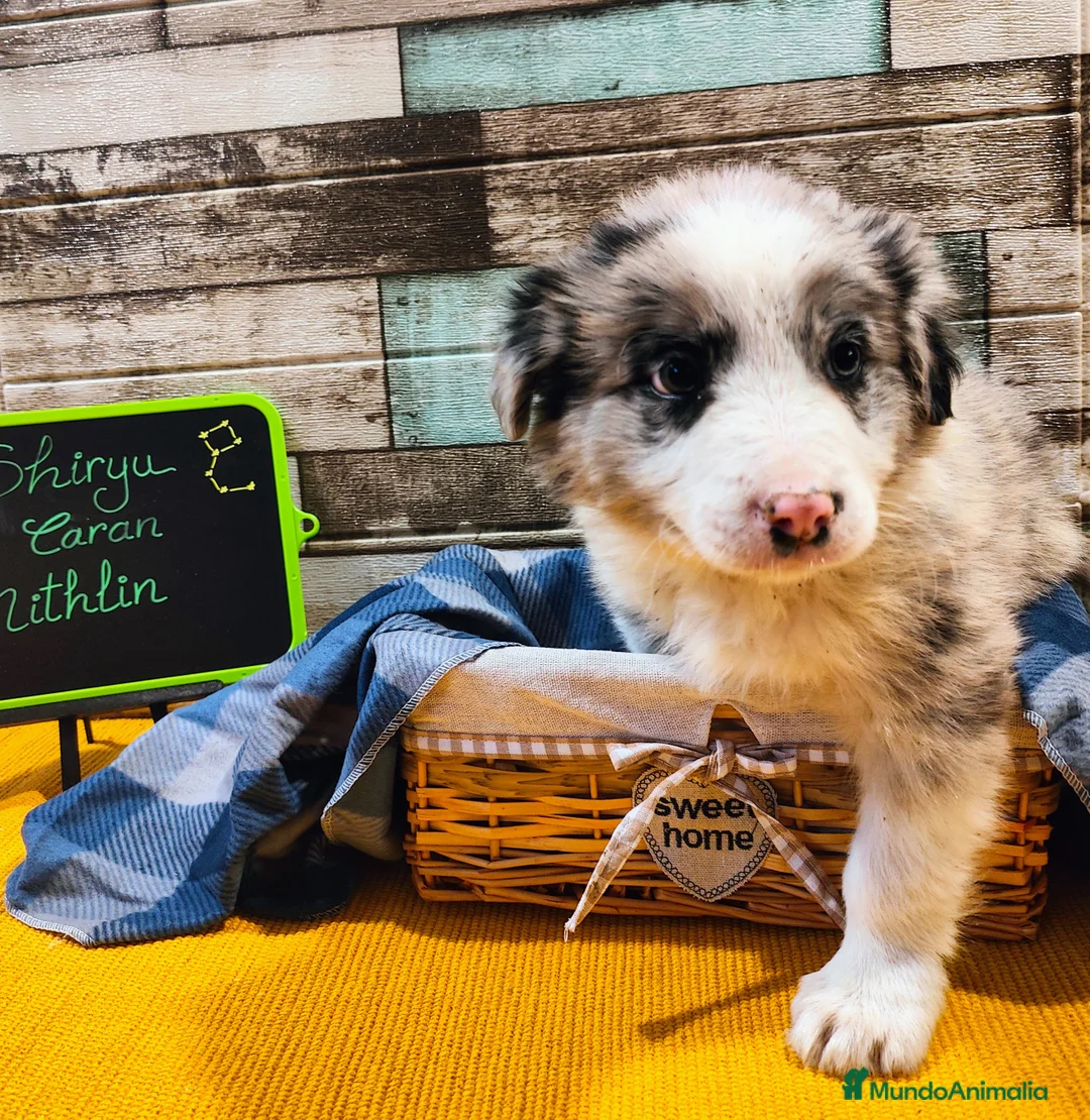 Border Collie perros en venta: Border Collie Blue Merle disponibles - Anuncio 6