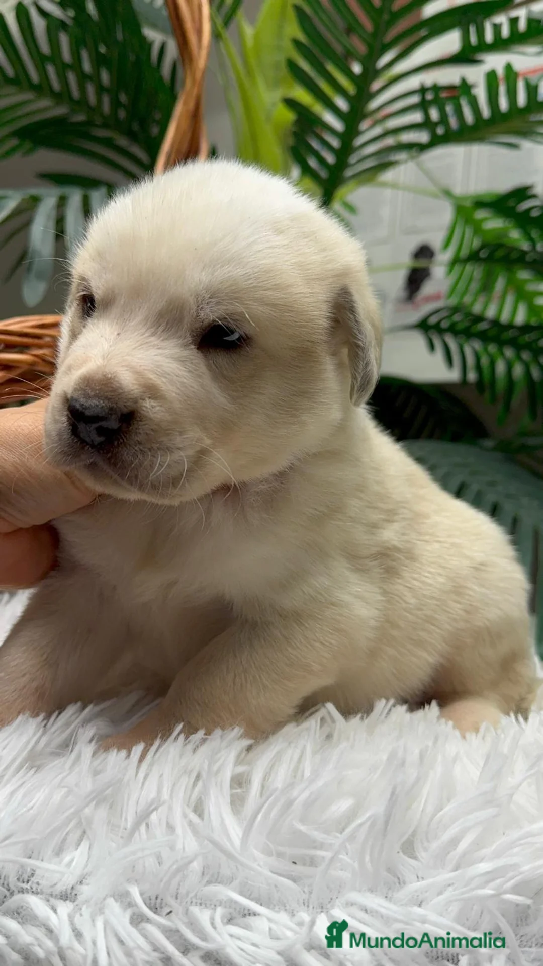 Mastín Español perros en venta: MASTIN ESPAÑOL - Anuncio 22