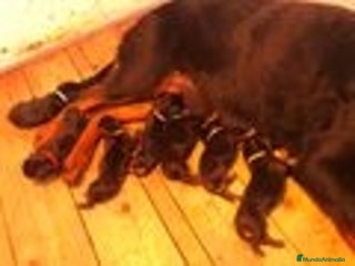Rottweiler perros en Barcelona - Anuncio 11
