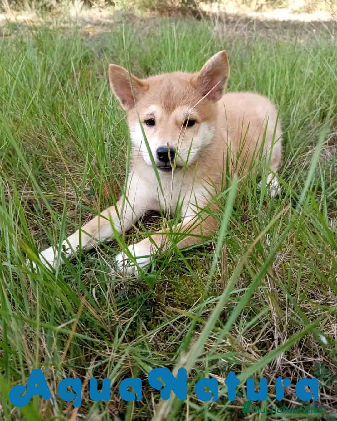 Shiba Inu perros en venta: Shiba Inu Hembra de Alba y Simbad 1722 AQUANATURA - Anuncio 8