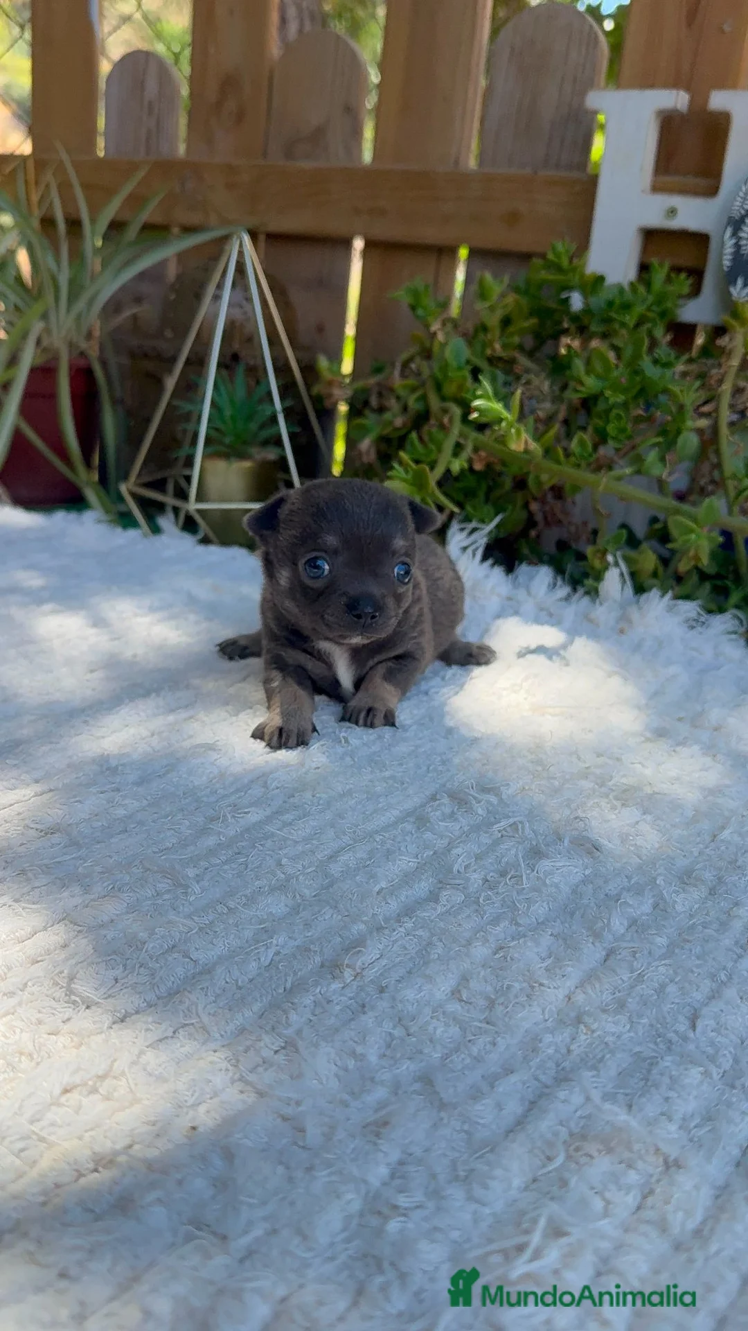 Chihuahua perros en venta: Chihuahua super Toy Cabeza De manzana Blue  - Anuncio 2