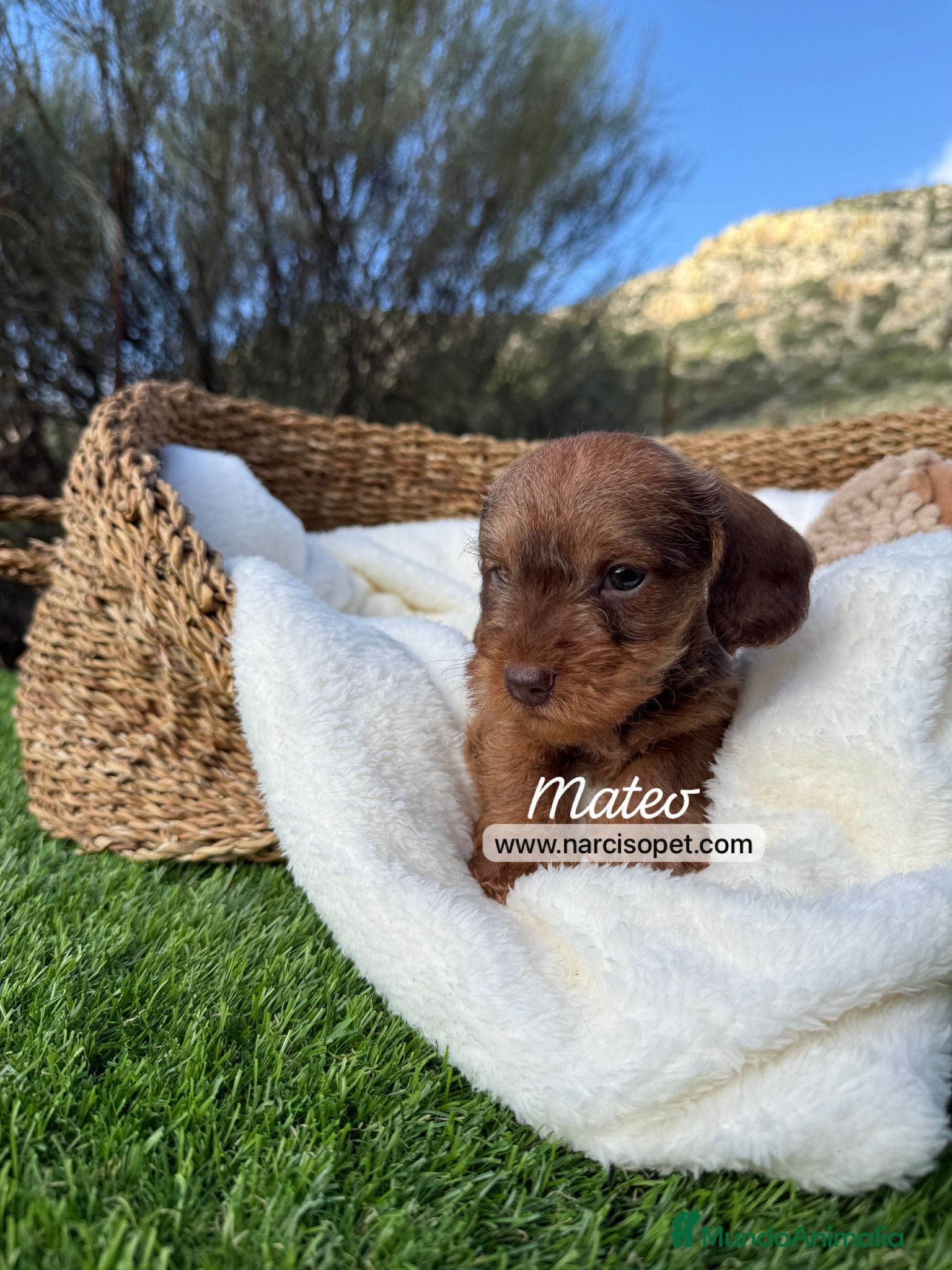 Teckel Miniatura perros TECKEL PELO DURO MACHO - Anuncio 3