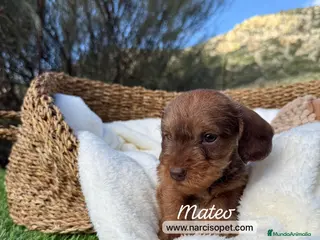 Teckel Miniatura perros TECKEL PELO DURO MACHO - Anuncio 4