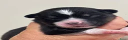 Pastor Australiano perros en venta: Cachorros pastor australiano  - Anuncio 8