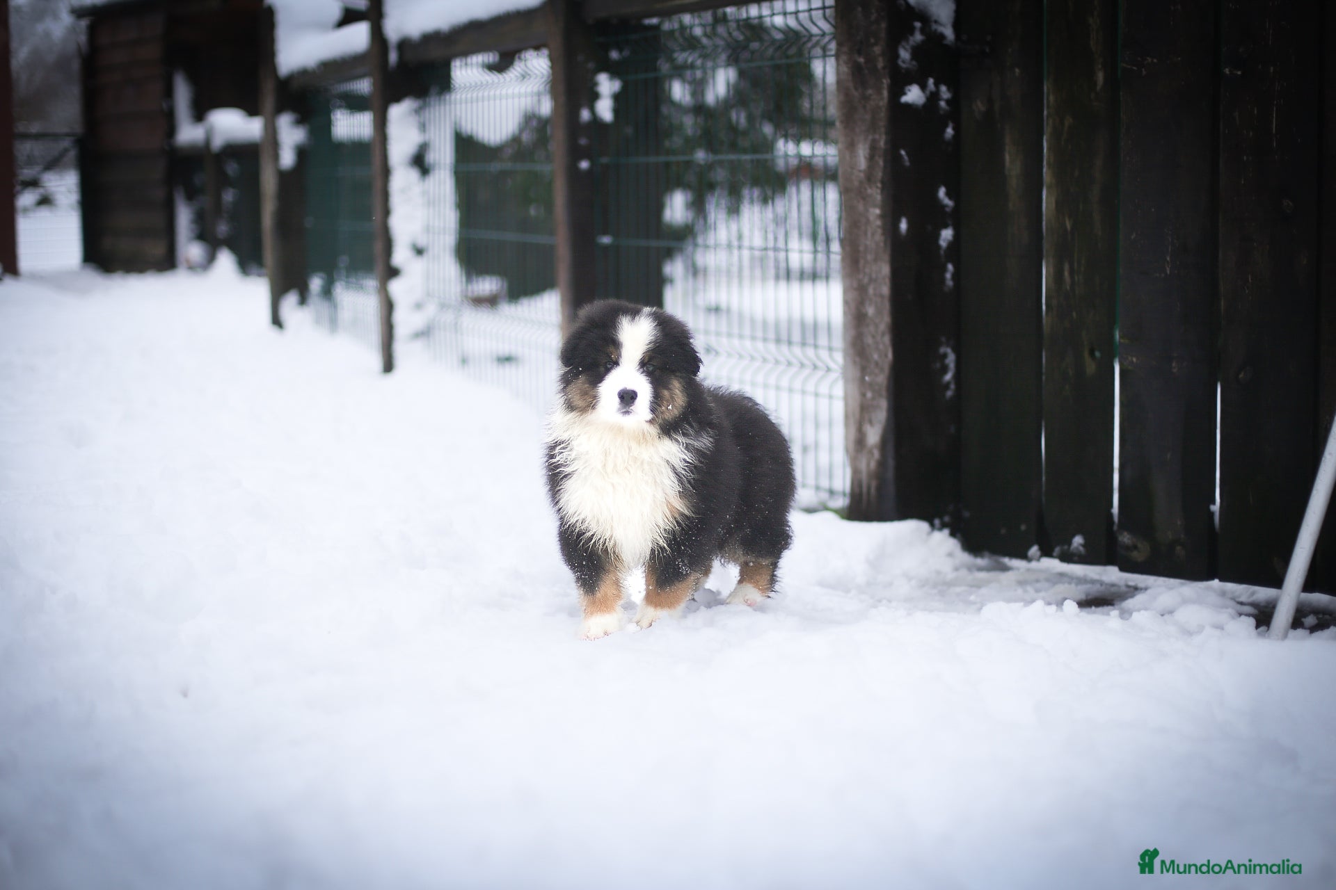 Pastor Australiano perros Cachorros de Pastor australiano  - Anuncio 3