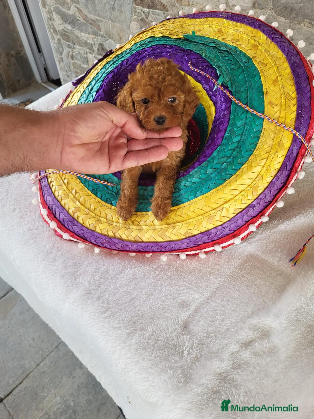 Raza Mixta perros en venta: Caniche - Anuncio 2