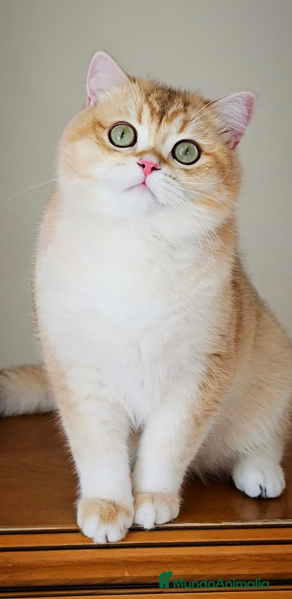 Británico de Pelo Corto gatos Preciosos machitos British Shorthair  - Anuncio 4