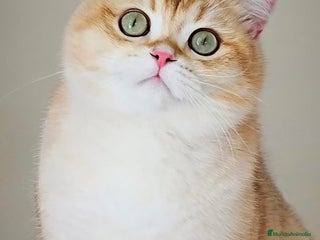 Británico de Pelo Corto gatos Preciosos machitos British Shorthair - Anuncio 1