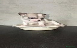 Chihuahua perros en venta: HEMBRITA TOY CHIHUAHUA BICOLOR CABEZA DE MANZANA  - Imagen 2