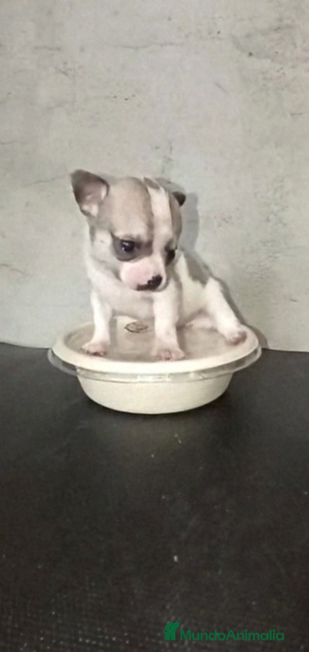Chihuahua perros en venta: HEMBRITA TOY CHIHUAHUA BICOLOR CABEZA DE MANZANA  - Imagen 2