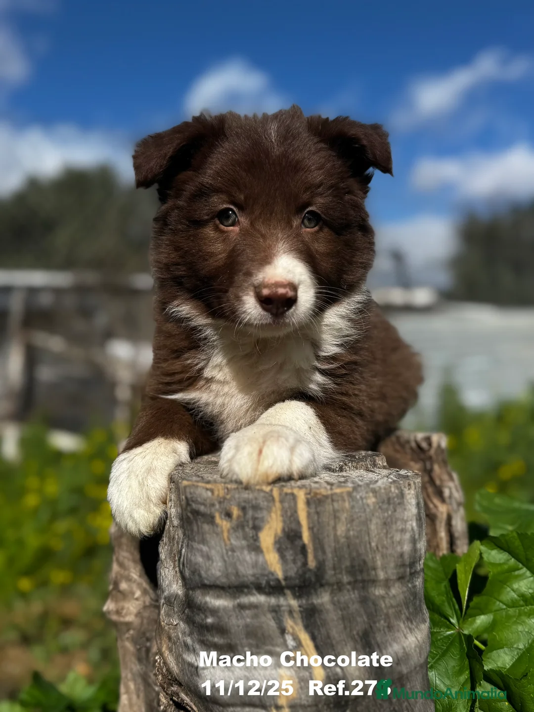Border Collie perros en venta: BORDER COLLIE - Anuncio 1