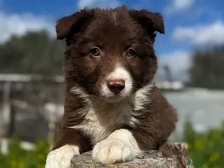 Border Collie perros BORDER COLLIE - Anuncio 1
