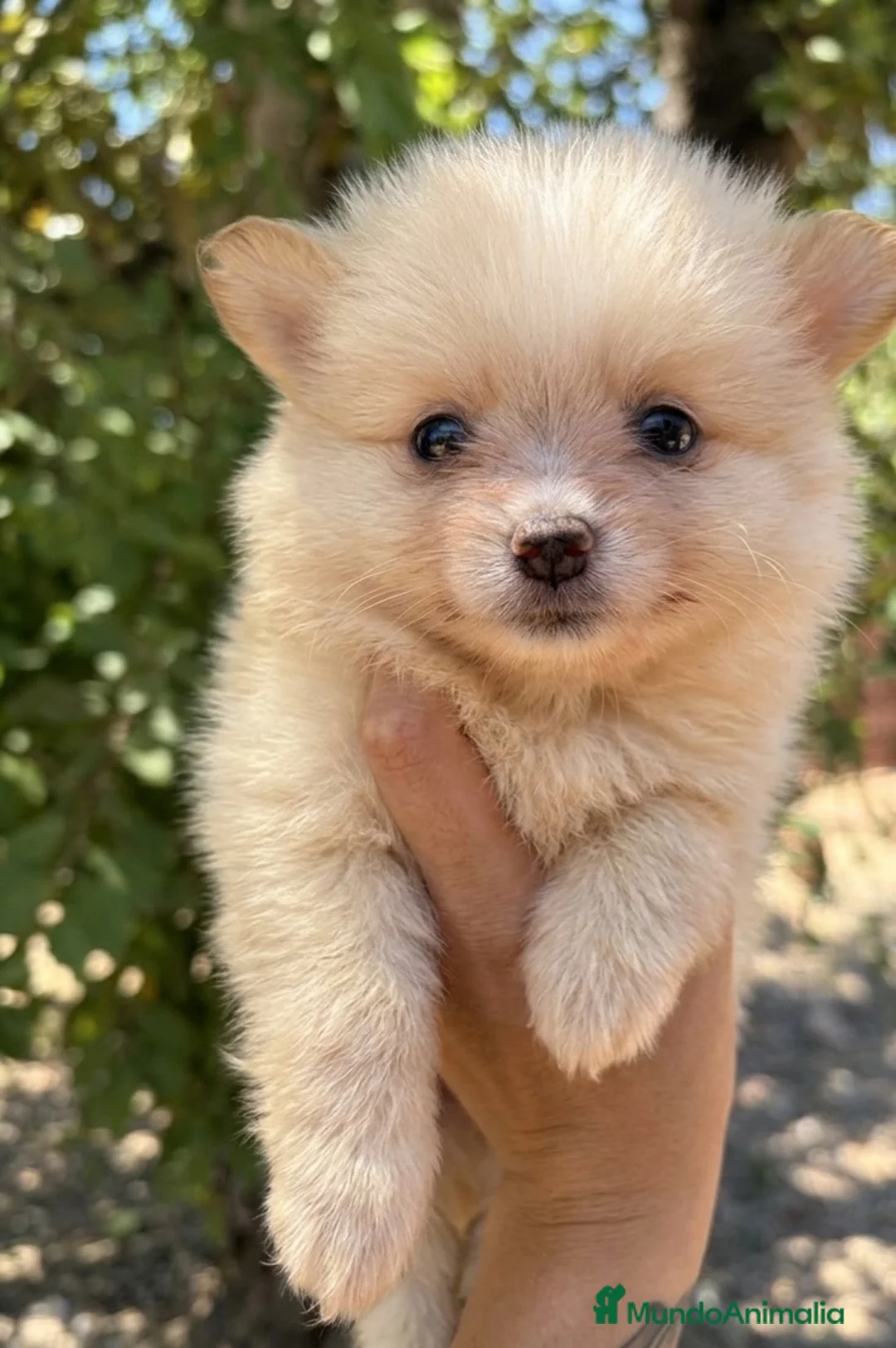 Pomerania perros en venta: Pomerania lulù mini - Anuncio 7