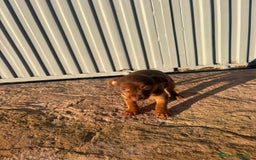 Pinscher Miniatura perros en venta: Pinscher miniatura hermbra chocolate  - Anuncio 4