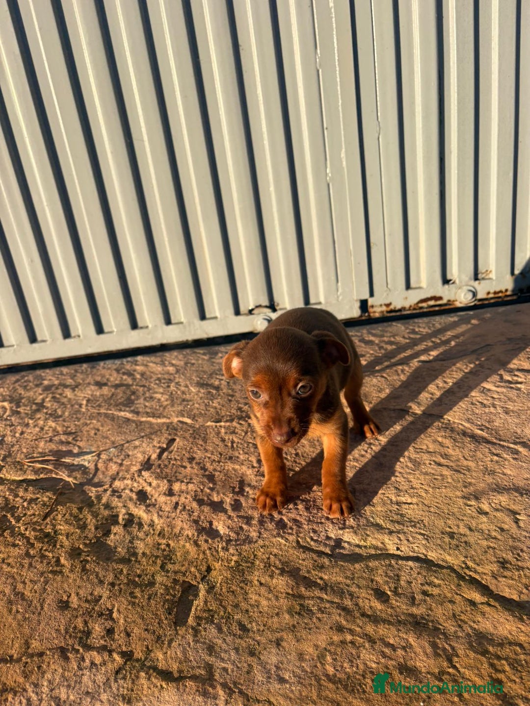 Pinscher Miniatura perros en venta: Pinscher miniatura hermbra chocolate  - Anuncio 4