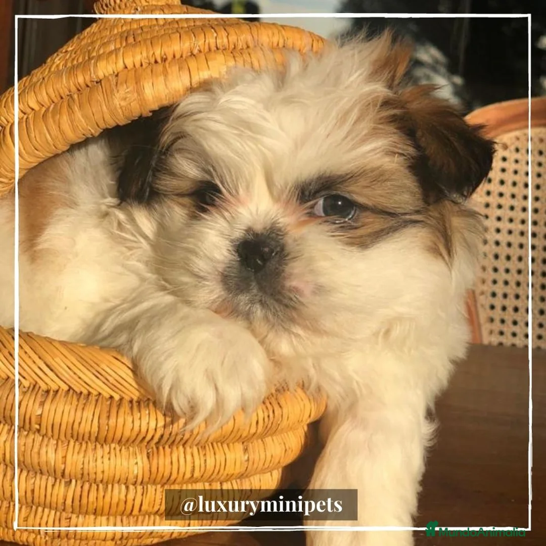 Shih Tzu perros en venta: Camada de Shitzu de padres Toy en Madrid - Anuncio 3