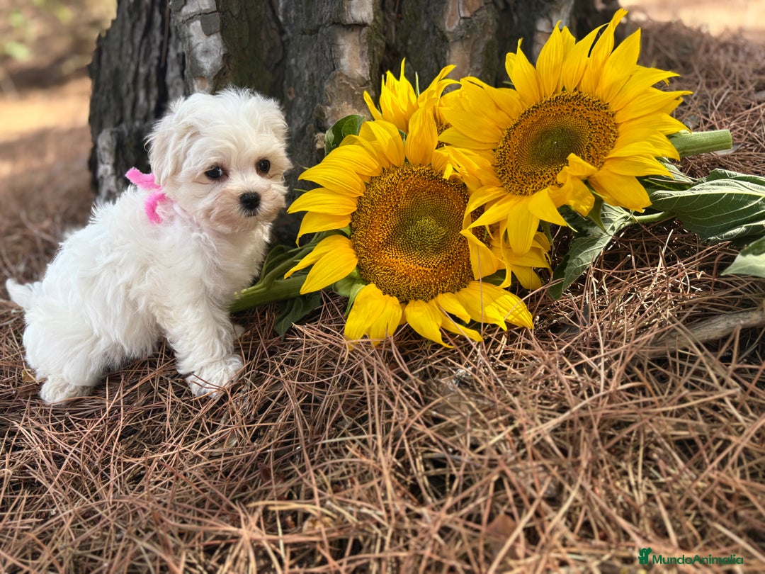 Bichón Maltés perros en venta: Bichon maltés hembra y macho !!! - Imagen 10