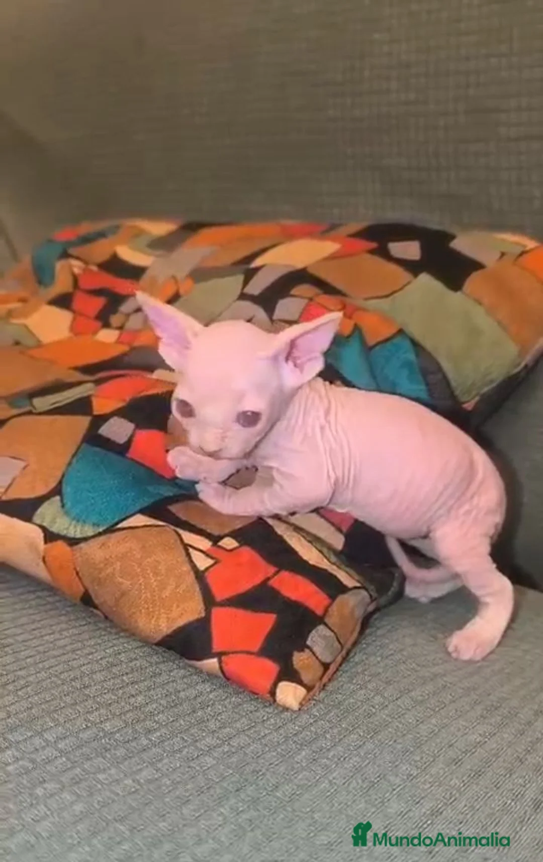 Sphynx gatos en venta: Preciosos gatos sphynx 🩷🩵🐾 - Anuncio 5