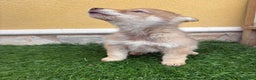 Perro Lobo de Saarloos perros en venta: Perro lobo ibérico hembra roja - Anuncio 16