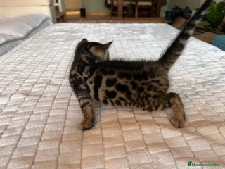 Bengalí gatos en Murcia - Anuncio 20