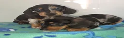 Teckel Miniatura perros en venta: Teckel arlequines y exoticos - Anuncio 4