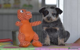 Boyero de Australia perros en venta: Cachorro de boyero Australiano - Imagen 4