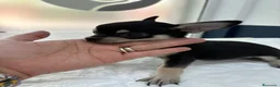 Chihuahua perros en venta: Chihuahua Blue Tricolor  - Anuncio 2