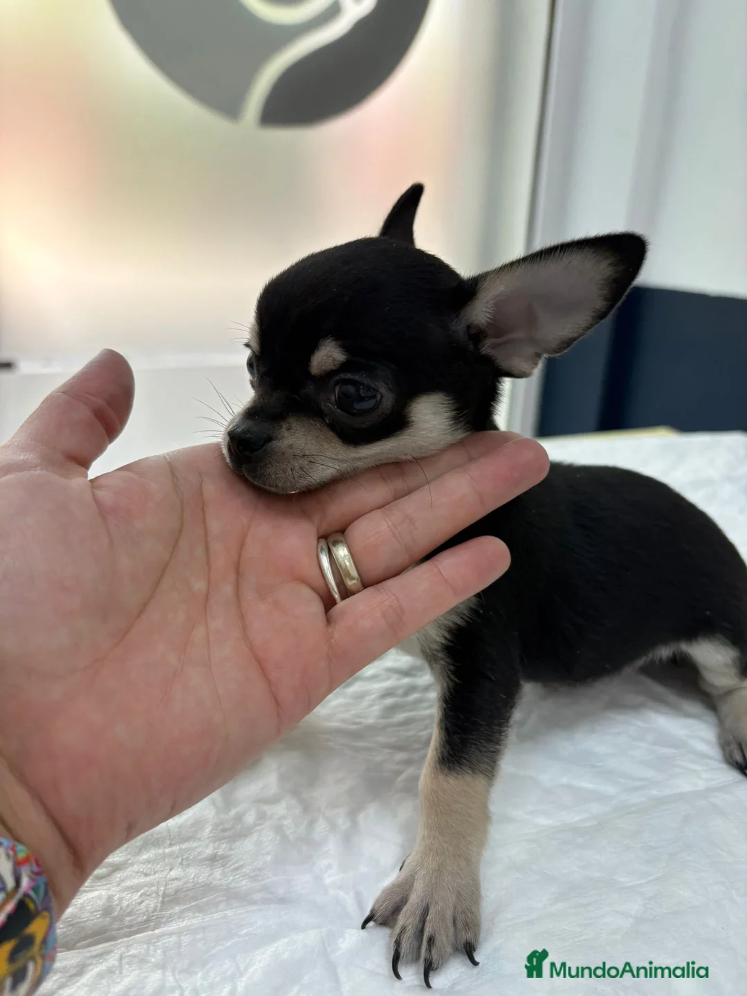 Chihuahua perros en venta: Chihuahua Blue Tricolor  - Anuncio 2