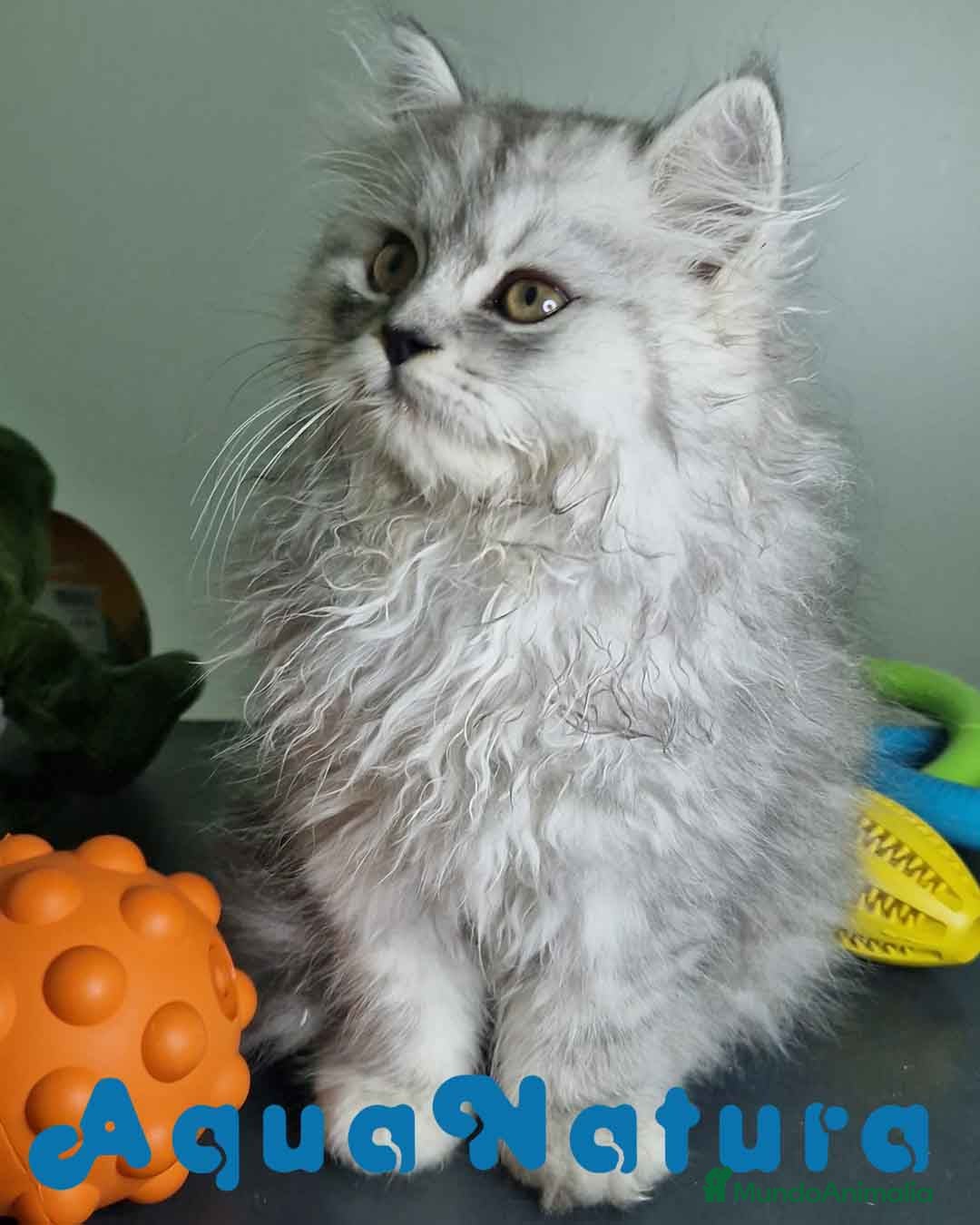 Persa gatos en venta: Persa Macho Virgi 7733 AQUANATURA - Imagen 6