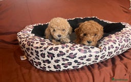 Caniche Toy perros en venta: Caniches toys en bilbao - Imagen 2