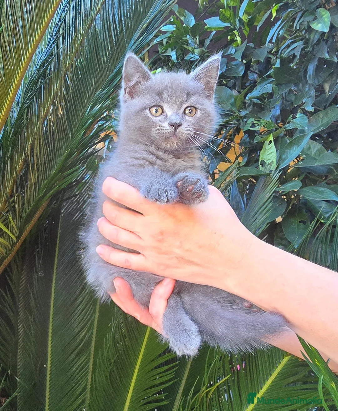 Británico de Pelo Corto gatos en venta: Gatcot.com - Anuncio 8