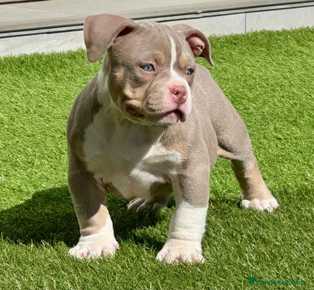 American Bully perros en venta: Cachorro American Bully  - Anuncio 3