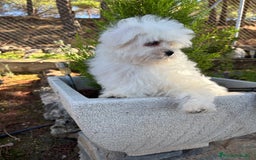 Bichón Maltés perros en venta: Bichon Maltés Toy Macho  - Imagen 6