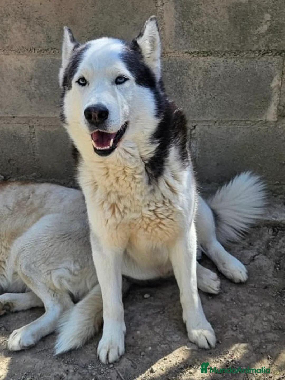 Husky Siberiano perros en venta: HUSKY SIBERIANO ADULTO - Anuncio 2