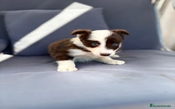 Border Collie perros en venta: Border collie chocolate  - Imagen 8