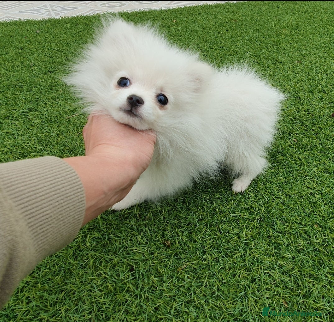 Pomerania perros Pomerania MICRO TOY macho - Anuncio 1