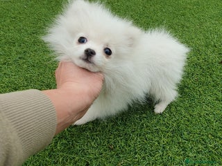 Pomerania perros Pomerania MICRO TOY macho - Anuncio 2