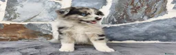 Raza Mixta perros en venta: BORDERPOM (POMERANIA + BORDER COLLIE) - Anuncio 5
