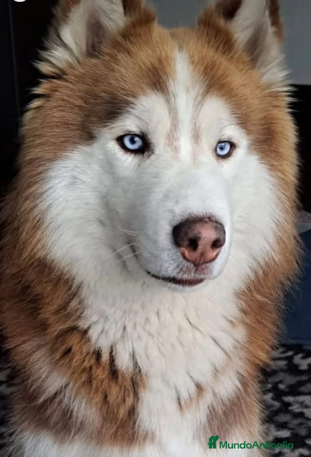 Husky Siberiano perros en venta: HUSKYS SIBERIANOS PUPPY.  - Anuncio 6