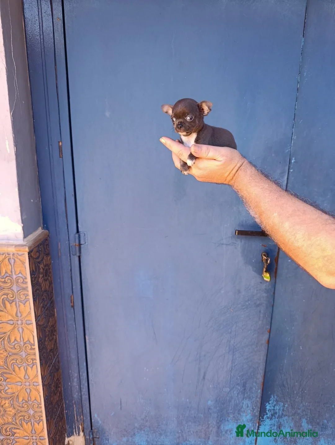 Chihuahua perros en venta: Macho chihuahua toy  - Anuncio 1