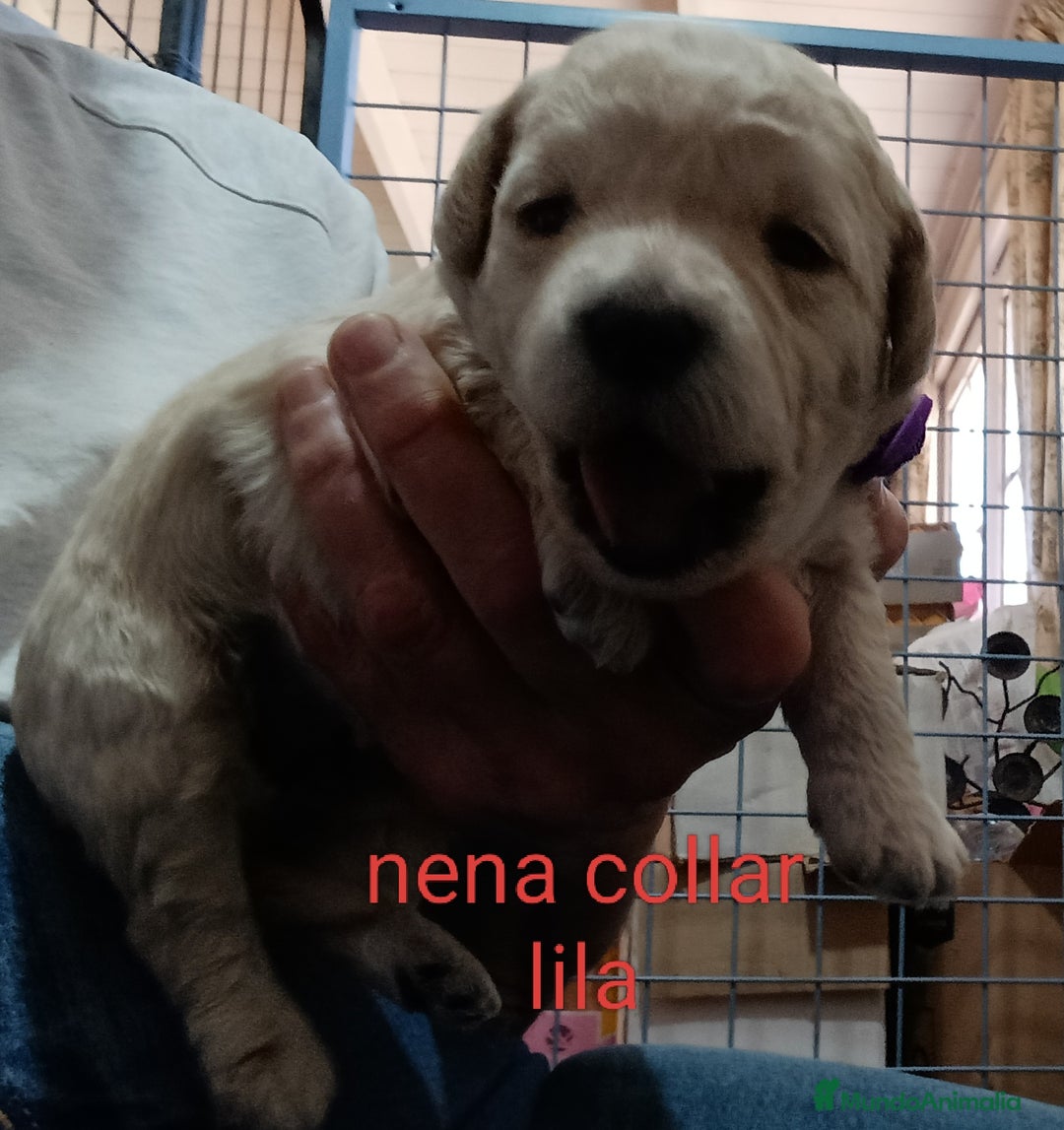 Labradoodle perros en venta: Preciosos cachorros de labradoodle f1b - Anuncio 5