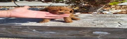 Raza Mixta perros en venta: Caniche - Anuncio 1