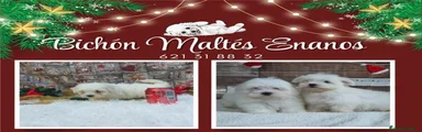 Bichón Maltés Cachorro 9