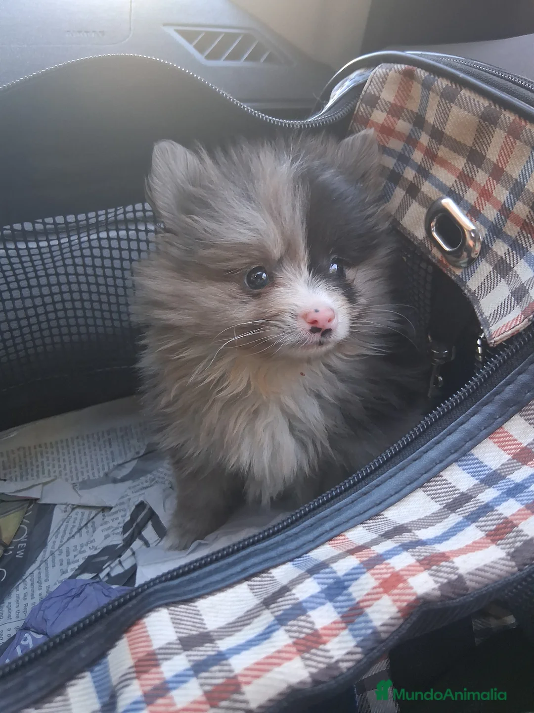Pomerania perros en venta: Pomeranea  - Anuncio 1