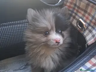 Pomerania perros Pomeranea - Anuncio 1