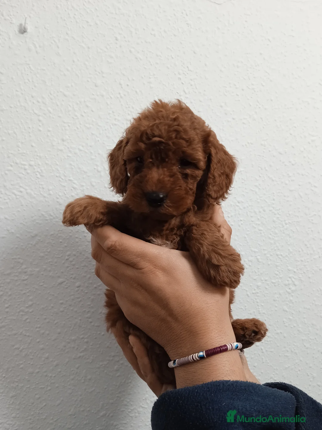 Caniche Enano perros en venta: Camada de caniches toy y enano  - Anuncio 2