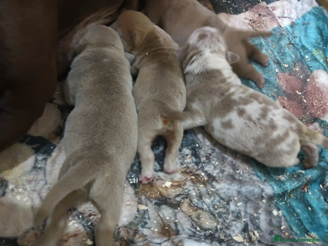 American Bully perros en venta: América bully micro exótico  - Anuncio 6