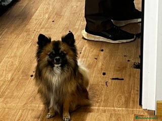 Pomchi perros Chihuhuha - Anuncio 1