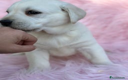 Labrador Retriever perros en venta: Labradora amarillo  - Anuncio 3